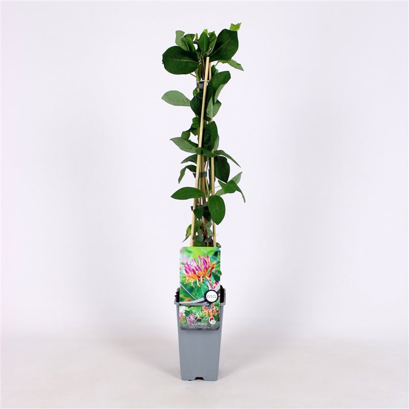 Lonicera heckr. 'Goldflame' - C2 70/+ CM